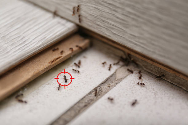 Best Pest Removal Services  in West Point, NY