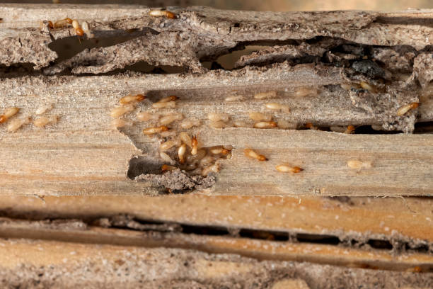 Best Affordable Pest Control Services  in West Point, NY
